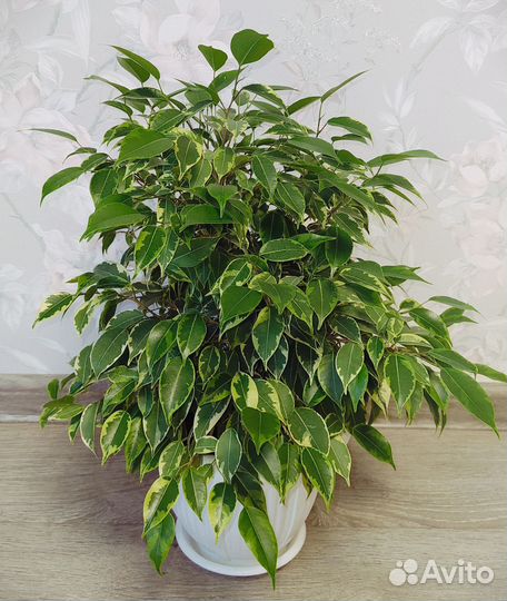 Фикус Бенджамина Кинки