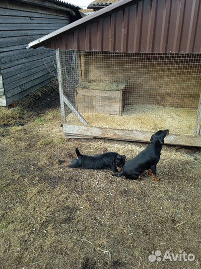 Продам щенка ягдтерьера