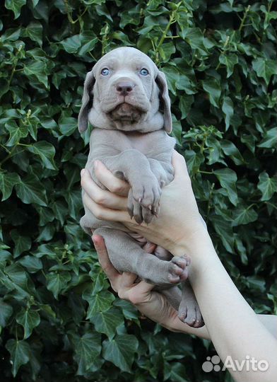 Веймарашки