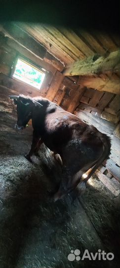 Бык и телочки