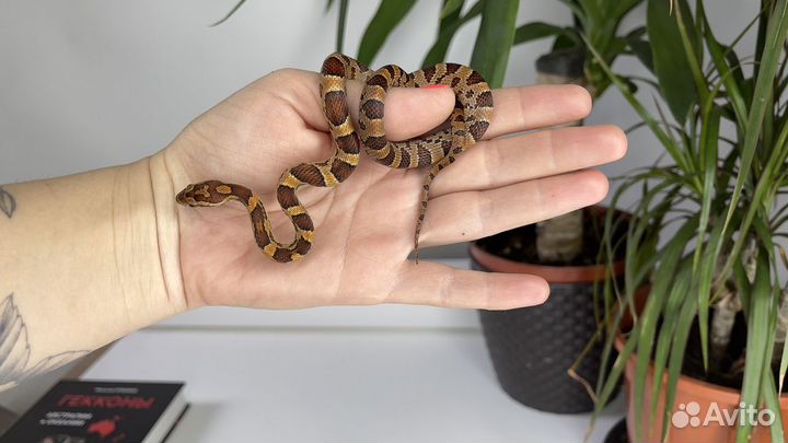 Маисовый полоз Okeetee