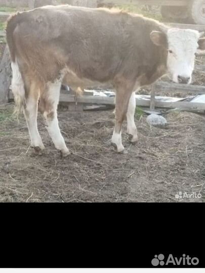 Тёлочка, бычок, тёлочки