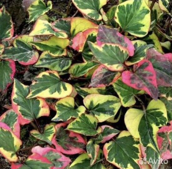 Почвопокровные растения Цветы