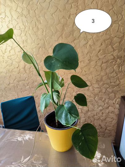 Монстера вариегатная альба