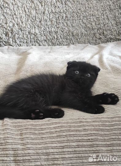 Шотладские котята