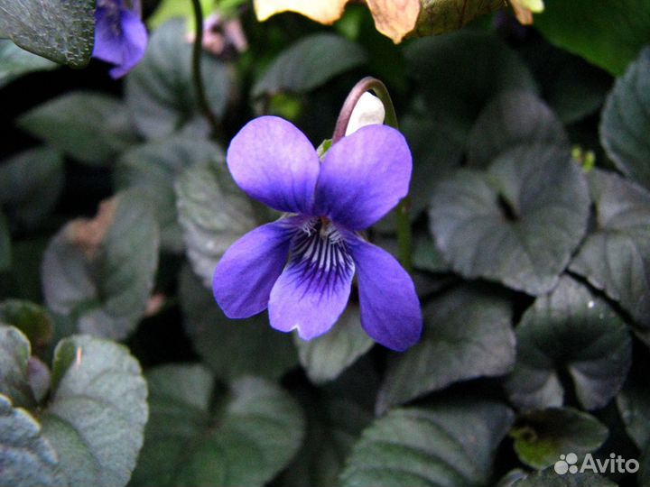Виола (Фиалка, Анютины глазки) лабрадорская Саженц
