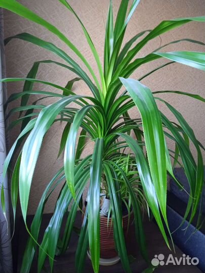 Пальма панданус