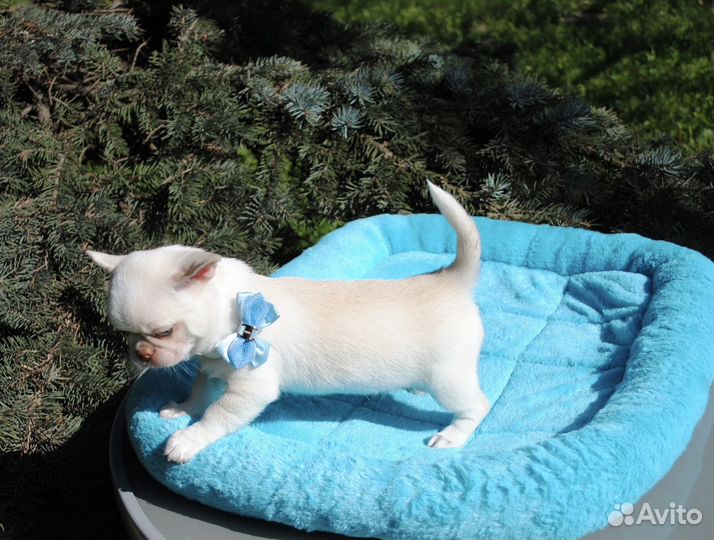 Кремовый малыш