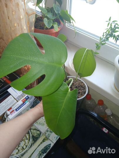 Комнатные цветы