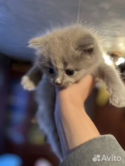 Британская кошка котята