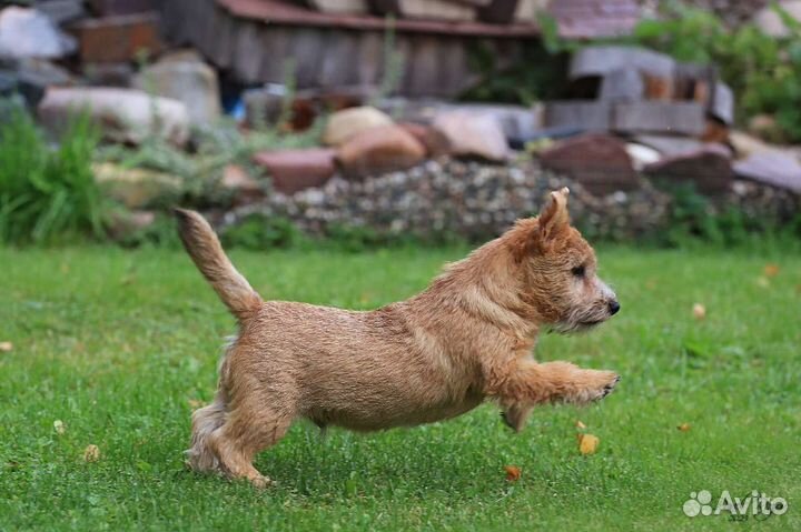 Норвич терьер