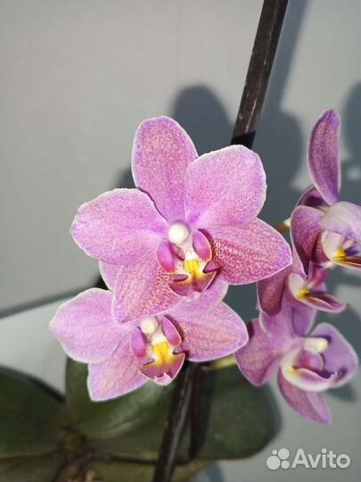 Diffusion орхидея парфюмерная фабрика