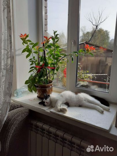 Комнатный цветок Эсхинантус