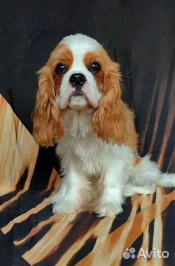Щенки кавалер кинг чарльз спаниель