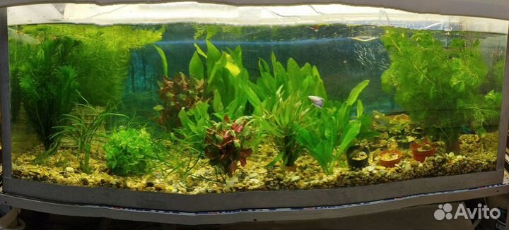 Аквариумные растения