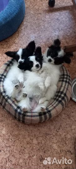 Папийон