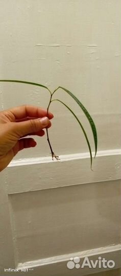 Отводки фикуса Али