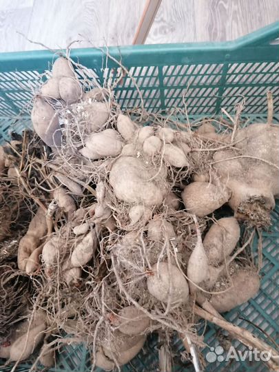 Георгины клубни