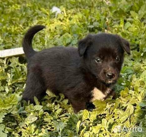 Щенки в добрые руки