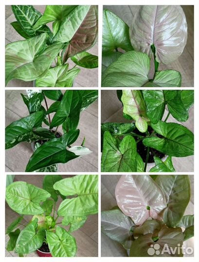 Сингониумы