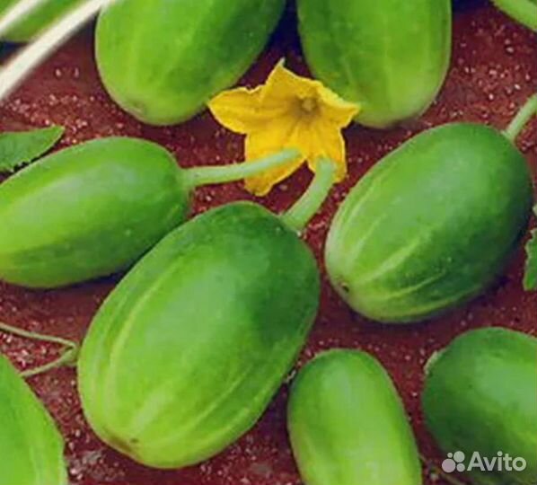 Огурчики Чупа Чупс семена