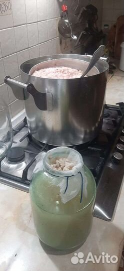 Жир байбака