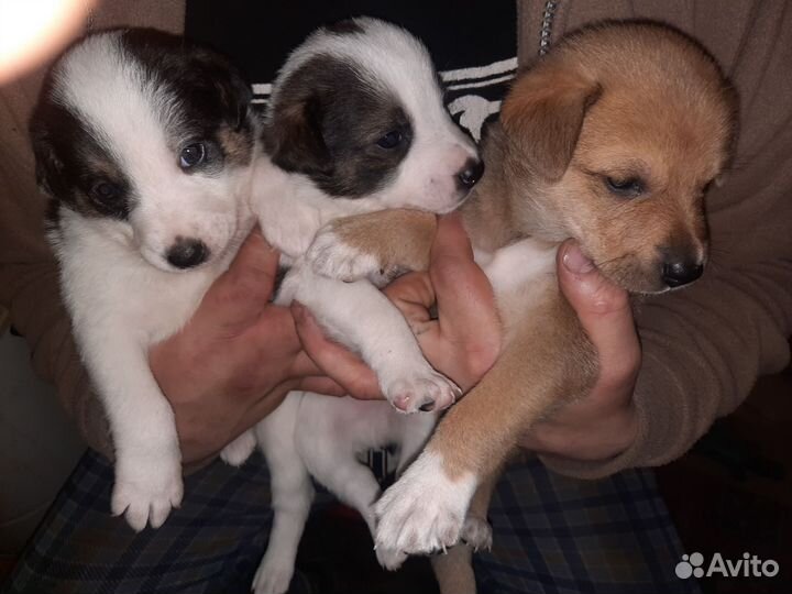 Собака в добрые руки щенок