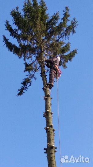 Спил аварийных деревьев