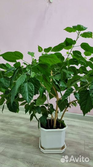 Гибискус китайская роза