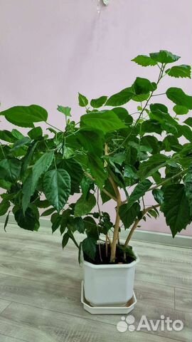 Гибискус китайская роза