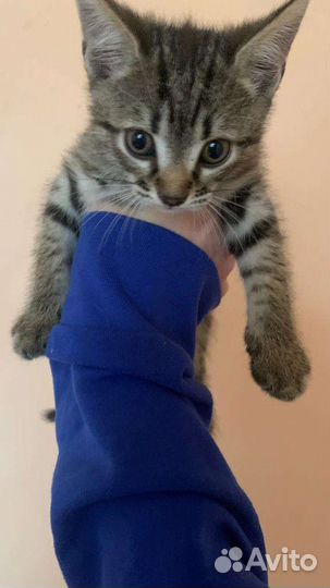 Кошка в дар бесплатно
