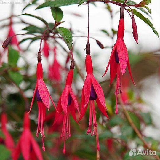 Шикарные черенки фуксий. есть описание