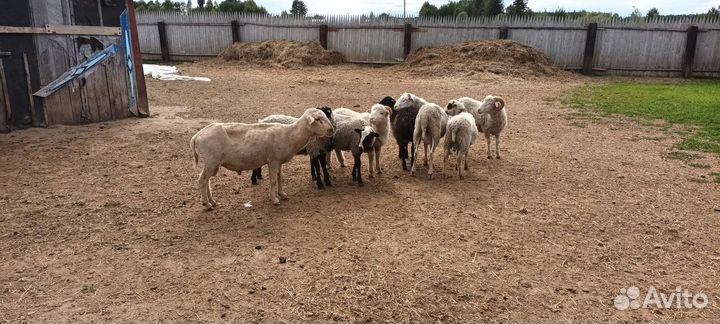 Овцы бараны