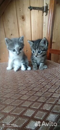 Кошки в добрые руки бесплатно