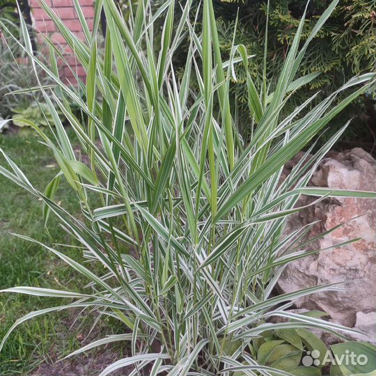 Декоративная трава Фалярис