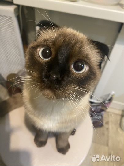 Тайский кот