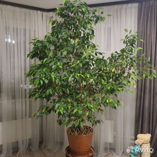 Фикус бенджамина