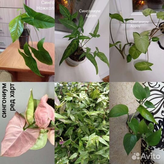 Сциндапсус Сипганиум Традесканция