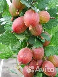 Саженцы крыжовника