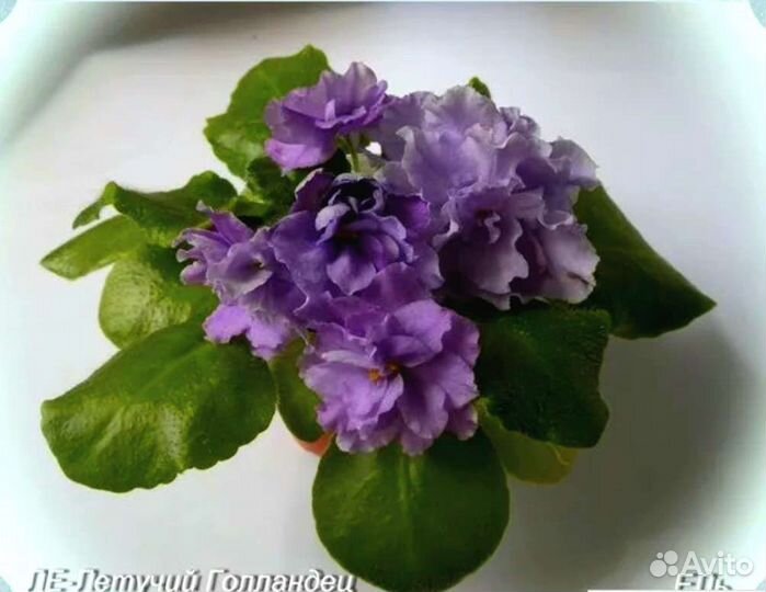 Фиалки сортовые разные,роза садовая