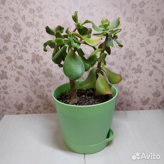 Толстянка волнистолистная, Денежное дерево