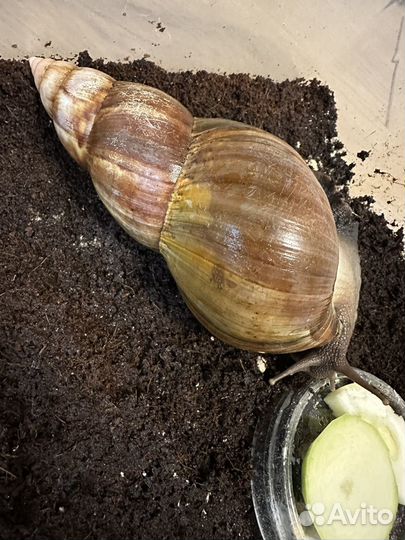 Улитка ахатина в добрые руки