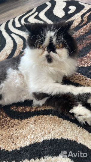 В добрые руки