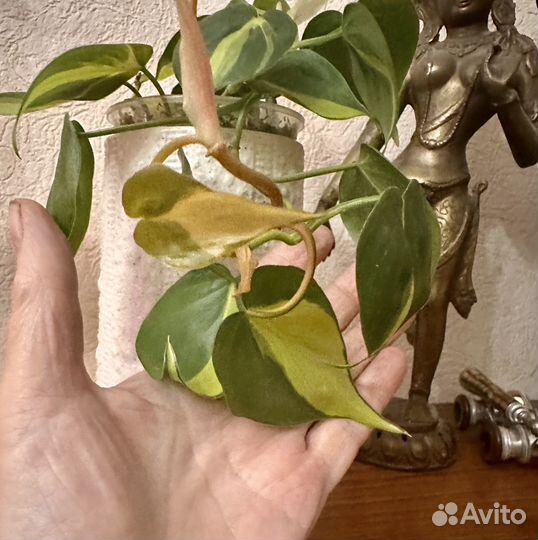 Филодендрон сканденс бразил,эпипремнум себу блю