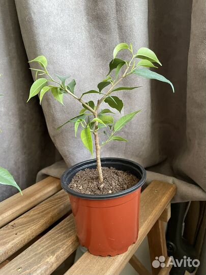 Комнатные цветы Спатифиллум и фикус бенджамина