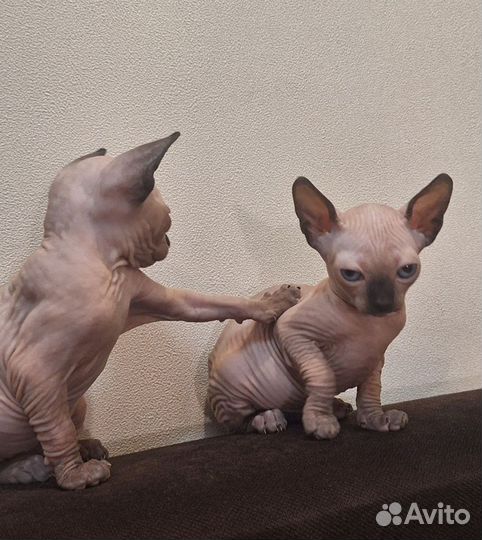 Канадский сфинкс котенок