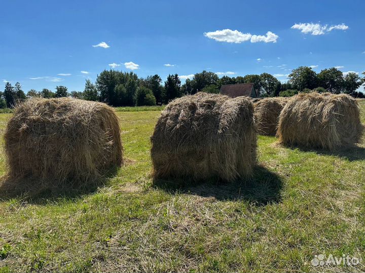 Продам сено в рулонах