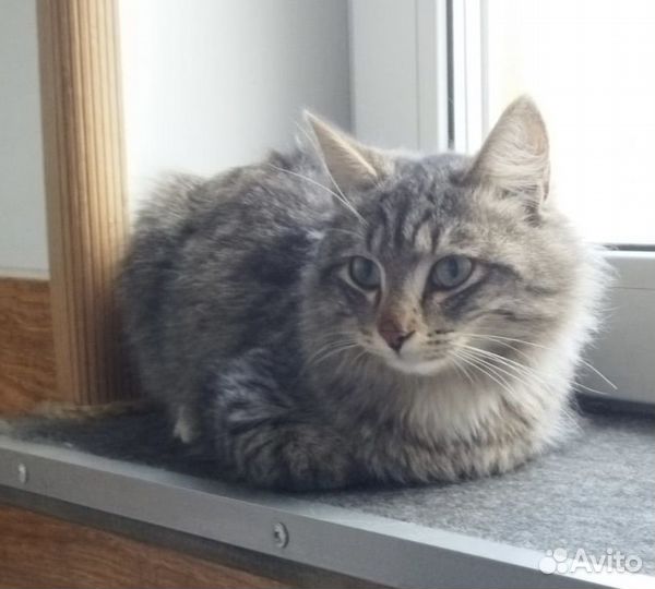 Пристраивается котик