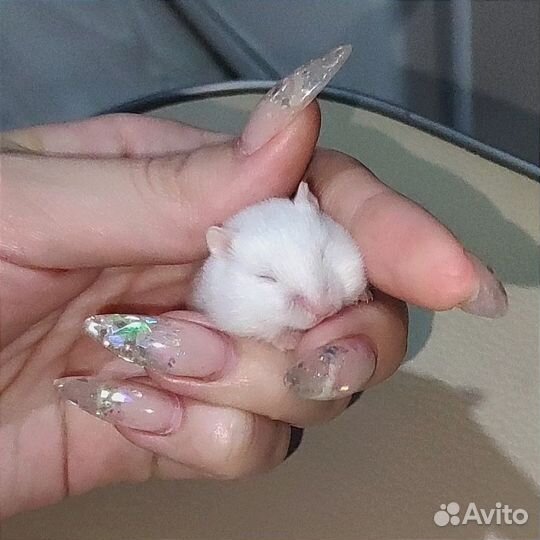 Хомячки ручные