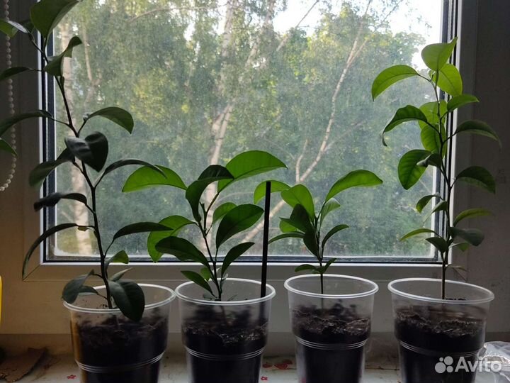 Мандариновое дерево